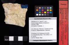 Foto (Objekt + Etiketten) von Glaessneropsis tribulosa (Schweitzer & Feldmann, 2009) 